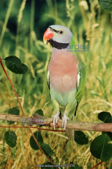 : Moustached Parakeet - male : Moustached Parakeet - male