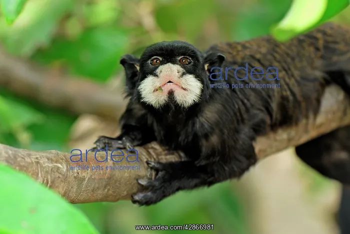 : Moustached Tamarin / Spix's Moustached Tamarin : Moustached Tamarin / Spix's Moustached Tamarin