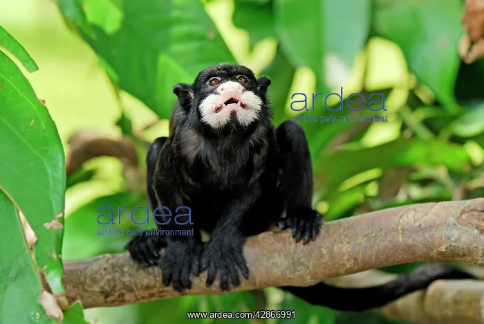 : Moustached Tamarin / Spix's Moustached Tamarin : Moustached Tamarin / Spix's Moustached Tamarin