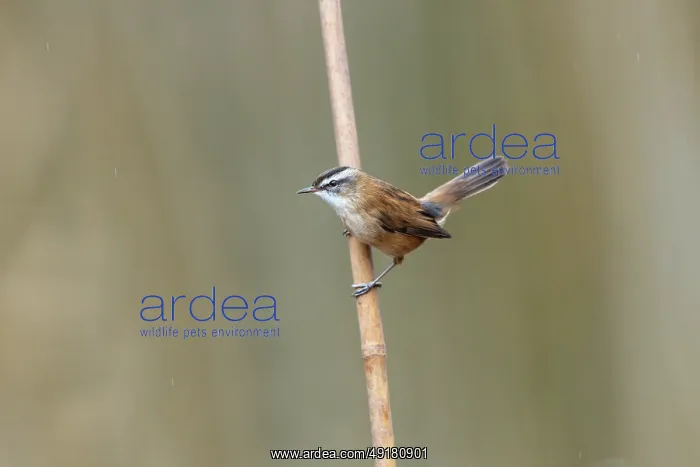  : Moustached Warbler - Spain