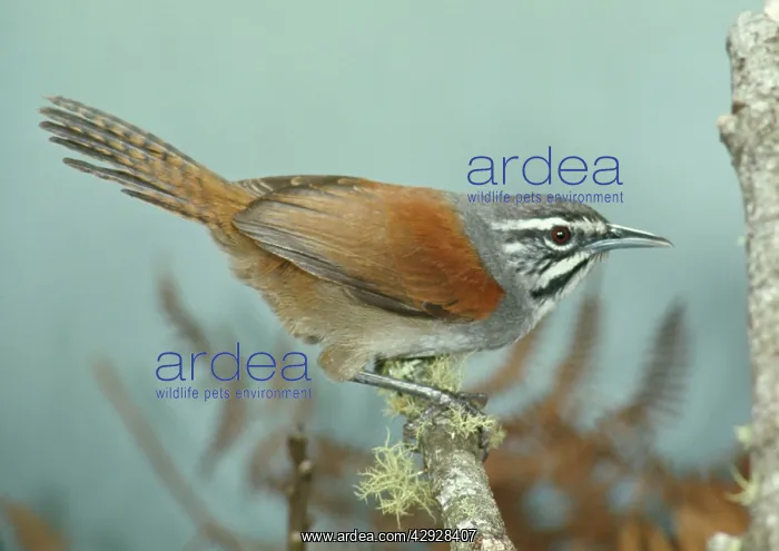 : Moustached Wren - perched on branch : Moustached Wren - perched on branch