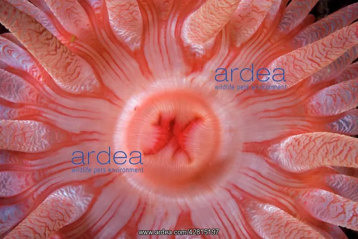 : Detail of the mouth of a Crimson anemone - Vancouver Island : Detail of the mouth of a Crimson anemone - Vancouver Island