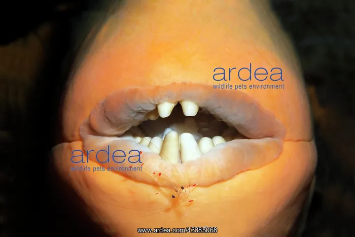 : Mouth, teeth, yellow triggerfish (Pseudobalistes : Mouth, teeth, yellow triggerfish (Pseudobalistes