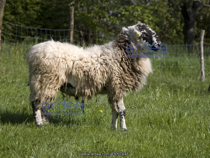  : Mouton Rava of race in pre Doubs France