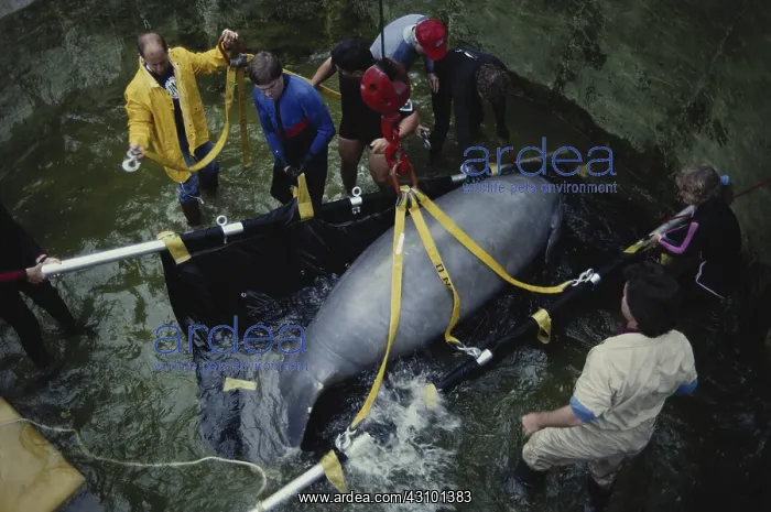 : Moving a Manatee : Moving a Manatee