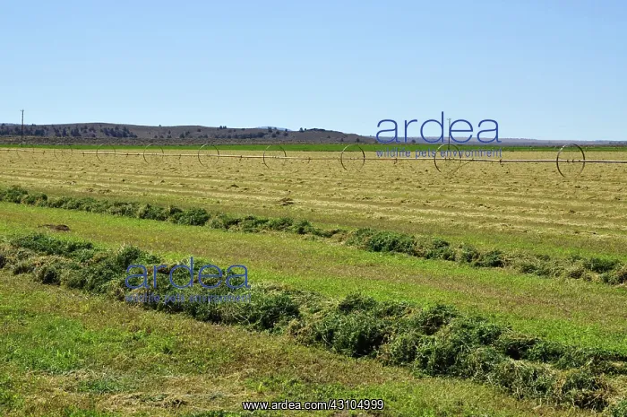  : Mowed Alfalfa Field