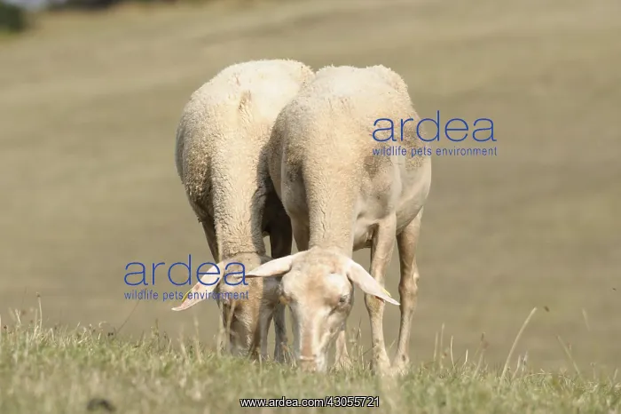 : Mowed female Sheeps grazing outdoors Lozere France : Mowed female Sheeps grazing outdoors Lozere France