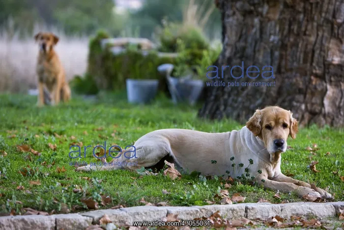: Mowed Golden Retriever dog lyigng in the meadow France : Mowed Golden Retriever dog lyigng in the meadow France