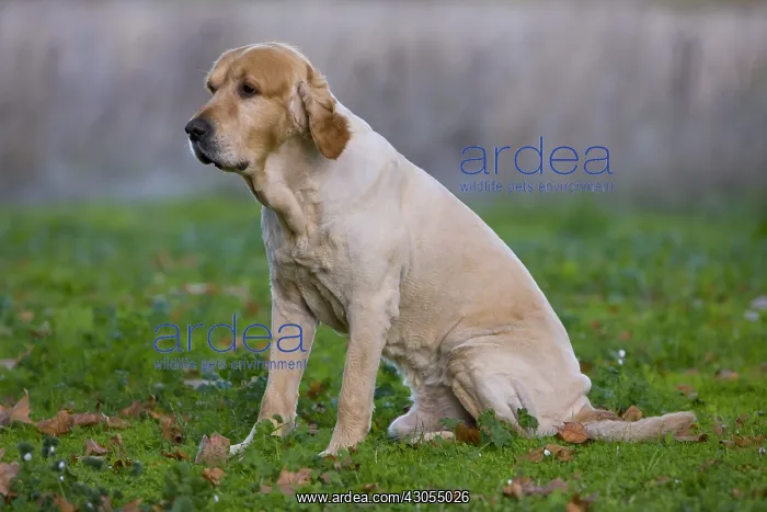  : Mowed Golden Retriever dog sitting in the meadow France
