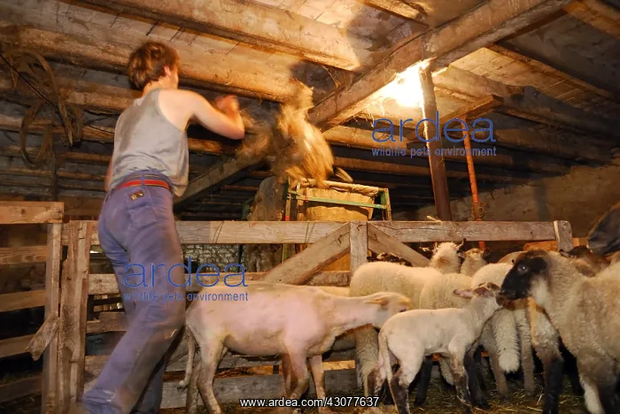 : Mowed Sheeps and storage of wool Auvergne France : Mowed Sheeps and storage of wool Auvergne France