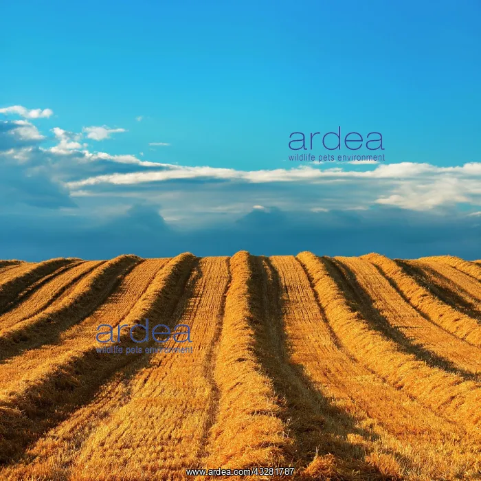 : Mowed stubble field during harvest, summer landscape : Mowed stubble field during harvest, summer landscape