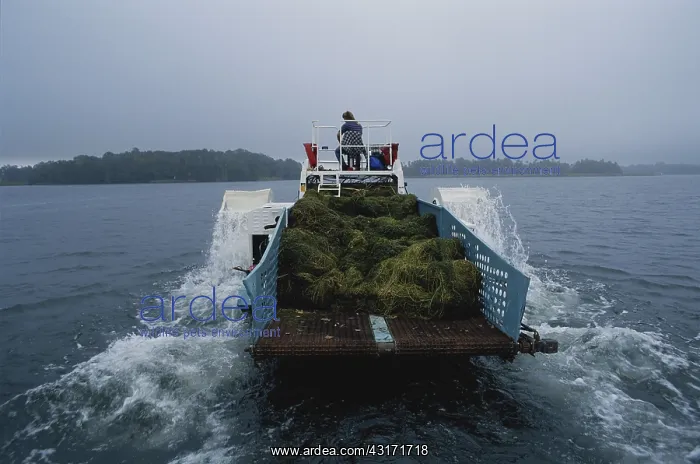 : Mowing Invasive Hydrilla Plants, Florida : Mowing Invasive Hydrilla Plants, Florida