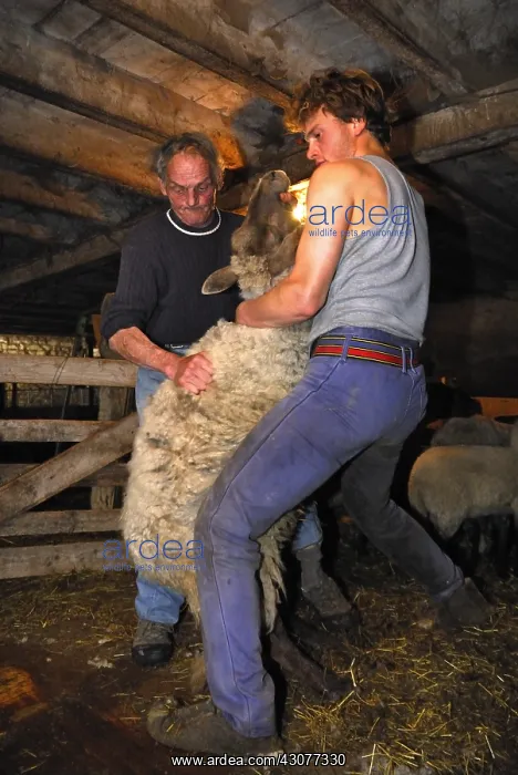 : Mowing a Sheep in a sheepfold Auvergne France : Mowing a Sheep in a sheepfold Auvergne France