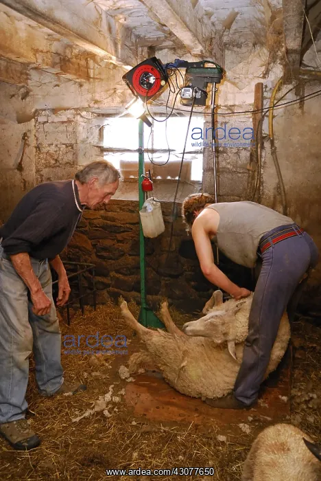 : Mowing a Sheep in a sheepfold Auvergne France : Mowing a Sheep in a sheepfold Auvergne France