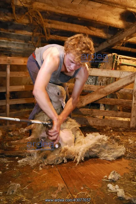 : Mowing a Sheep in a sheepfold Auvergne France : Mowing a Sheep in a sheepfold Auvergne France