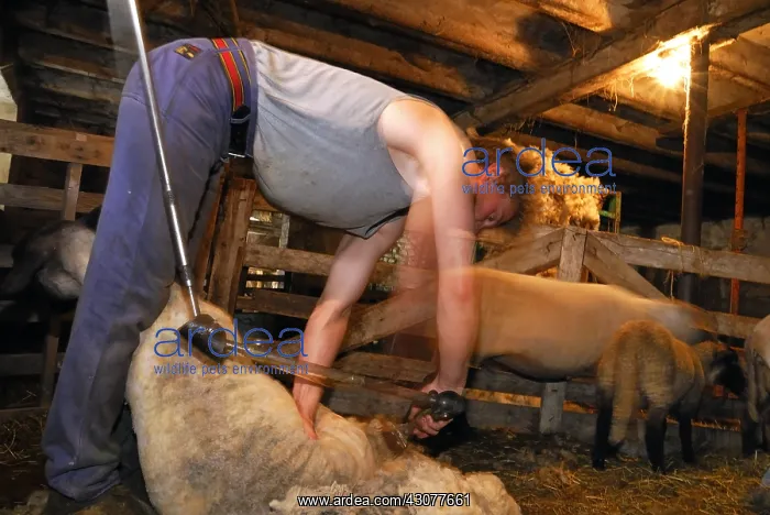 : Mowing a Sheep in a sheepfold Auvergne France : Mowing a Sheep in a sheepfold Auvergne France