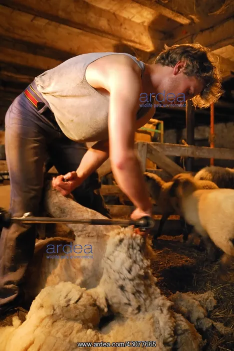 : Mowing a Sheep in a sheepfold Auvergne France : Mowing a Sheep in a sheepfold Auvergne France