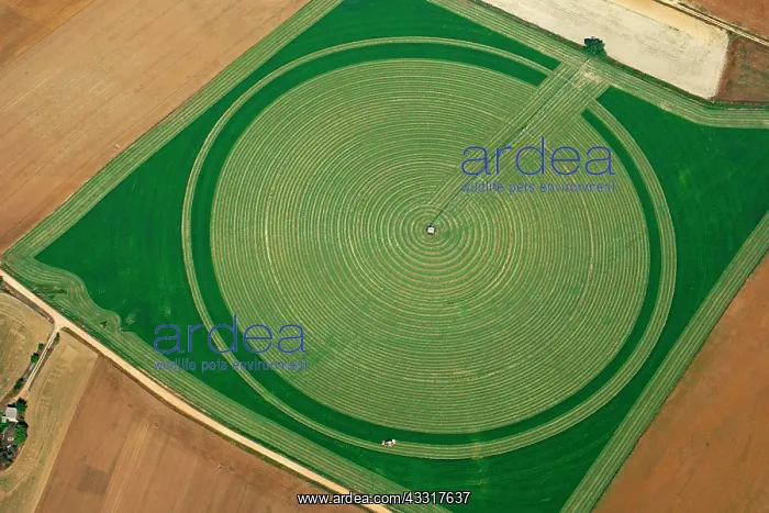 : Almost mown round field, green fodder, aerial view : Almost mown round field, green fodder, aerial view