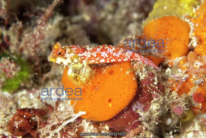 : Moyer's Dragonet : Moyer's Dragonet