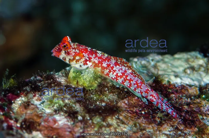 : Moyer's Dragonet : Moyer's Dragonet