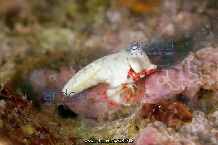  : Moyer's Dragonet - juvenile