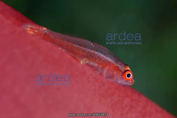 : Mozambique Ghostgoby - Laha dive site, Ambon, Maluku : Mozambique Ghostgoby - Laha dive site, Ambon, Maluku