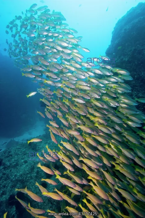  : Mozambique, Guinjata Bay, Jangamo Beach