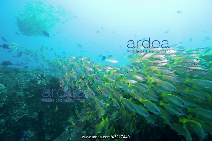 : Mozambique, Guinjata Bay, Jangamo Beach : Mozambique, Guinjata Bay, Jangamo Beach
