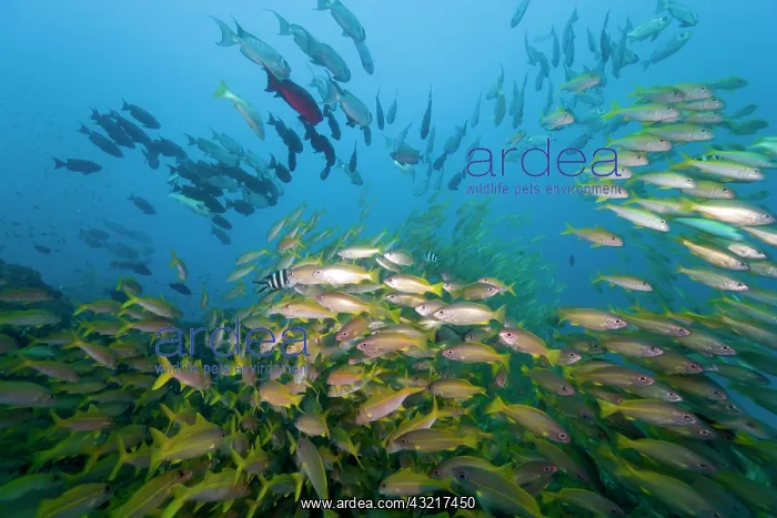 : Mozambique, Guinjata Bay, Jangamo Beach : Mozambique, Guinjata Bay, Jangamo Beach