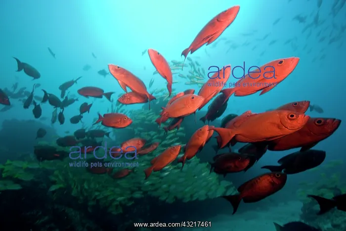 : Mozambique, Guinjata Bay, Jangamo Beach : Mozambique, Guinjata Bay, Jangamo Beach