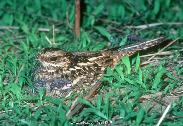 : Mozambique Nightjar - South Luangwa National Park : Mozambique Nightjar - South Luangwa National Park