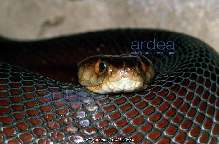 : Mozambique Spitting Cobra : Mozambique Spitting Cobra