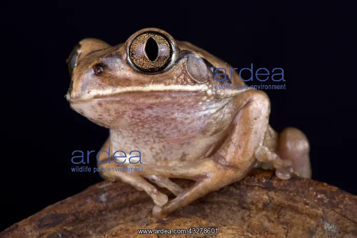 : The Mozambique tree frog (Leptopelis mossambicus) : The Mozambique tree frog (Leptopelis mossambicus)