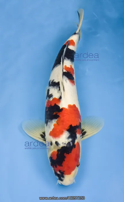 : Mruten showa koi carp in an turquoise water : Mruten showa koi carp in an turquoise water