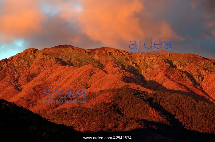 : Mt Bogong.at sunrise, sunset. Bogong Section, Alpine : Mt Bogong.at sunrise, sunset. Bogong Section, Alpine