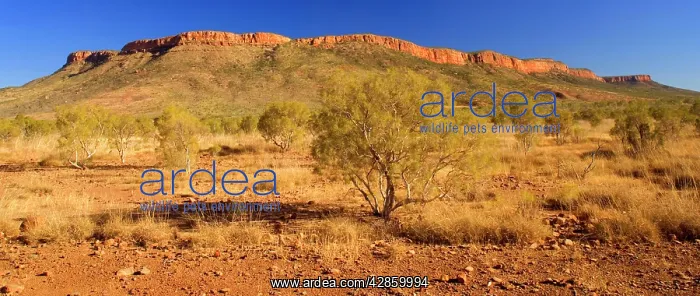 : Mt. Cockburn Range - bushland and sandstone cliffs : Mt. Cockburn Range - bushland and sandstone cliffs