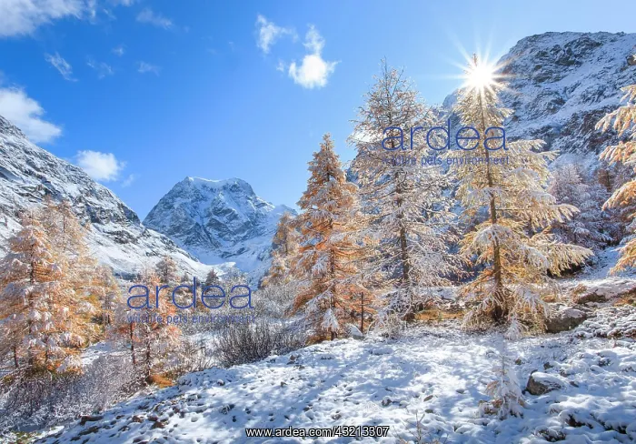 : Mt. Collon, 3637 m, Arolla Valley, Valais, Switzerland : Mt. Collon, 3637 m, Arolla Valley, Valais, Switzerland