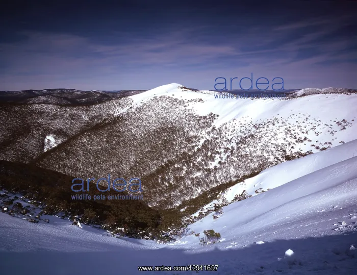 : Mt Hotham snowfields.Alpine National Park, Victoria : Mt Hotham snowfields.Alpine National Park, Victoria
