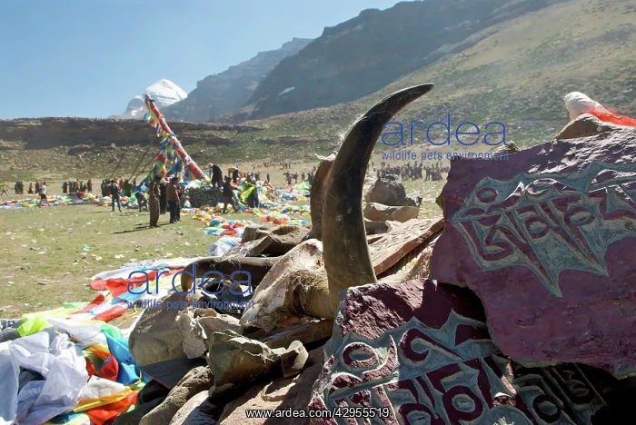 : Mt Kailash Yak horn and mani stones Tibet : Mt Kailash Yak horn and mani stones Tibet