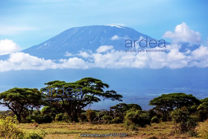 : Mt. Kilimajaro view from Amboseli National Park : Mt. Kilimajaro view from Amboseli National Park
