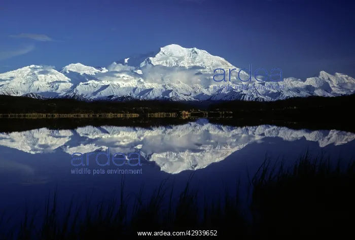 : Mt. McKinley (Denali) from Reflection Pond, Denali : Mt. McKinley (Denali) from Reflection Pond, Denali