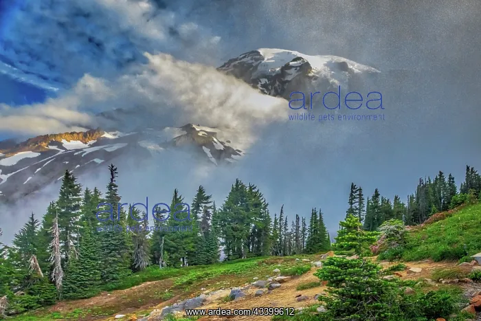 : Mt. Rainier within the national park : Mt. Rainier within the national park