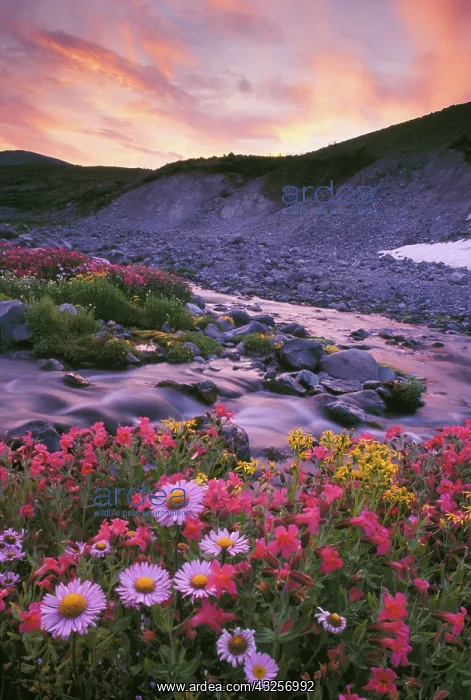 : Mt. Rainier National Park, WA, USA. Mountain : Mt. Rainier National Park, WA, USA. Mountain