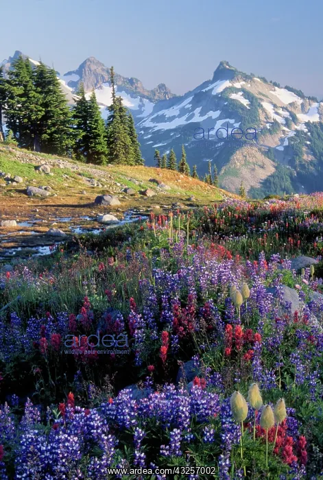 : Mt. Rainier National Park, WA, USA. Wildflowers : Mt. Rainier National Park, WA, USA. Wildflowers