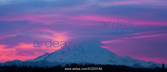 : Mt. Rainier at sunrise, Washington, USA : Mt. Rainier at sunrise, Washington, USA