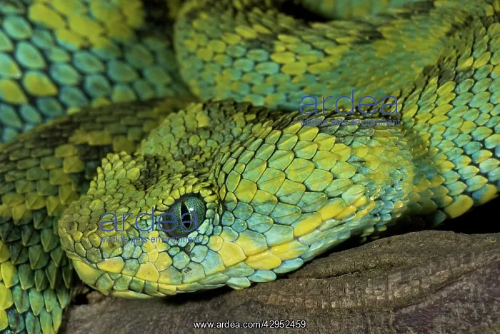 : Mt Rungwe Bush Viper : Mt Rungwe Bush Viper
