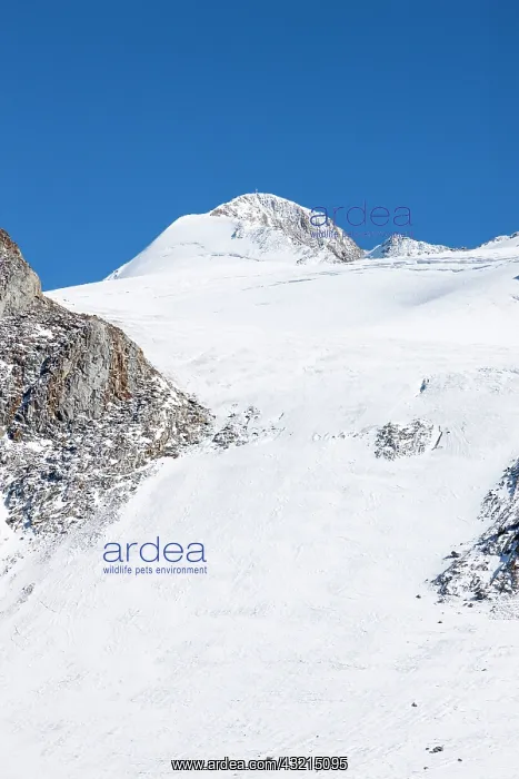: Mt. Similaun and glacier Niederjochferner : Mt. Similaun and glacier Niederjochferner
