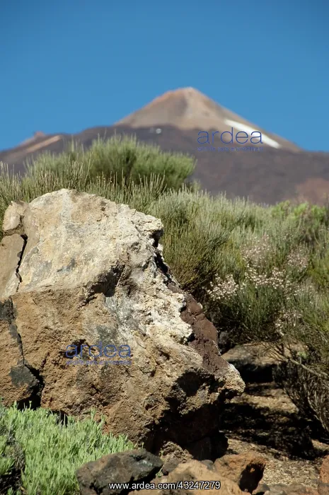 : Mt. Teide, Las Canadas National Park, Tenerife : Mt. Teide, Las Canadas National Park, Tenerife