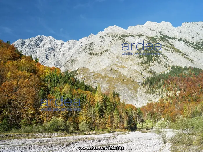 : Mt. Watzmann with the east face during fall : Mt. Watzmann with the east face during fall
