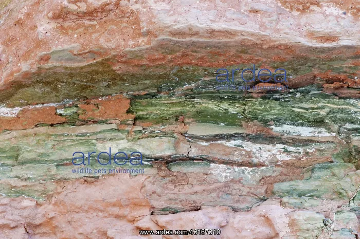 : Muav Limestone in the Grand Canyon, AZ : Muav Limestone in the Grand Canyon, AZ